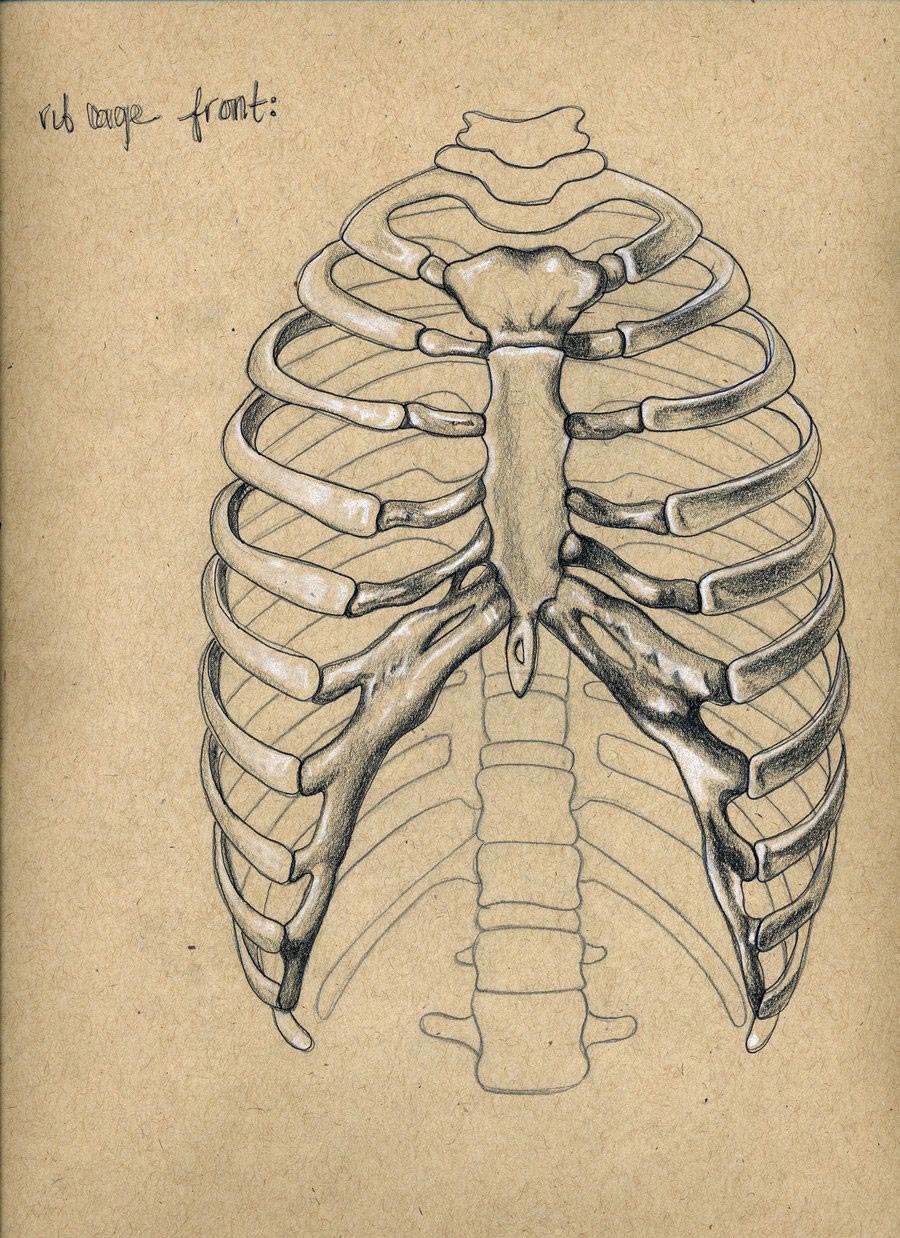Rib Cage Drawing Reference And Sketches For Artists