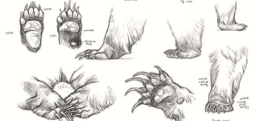 Bear paws drawing reference
