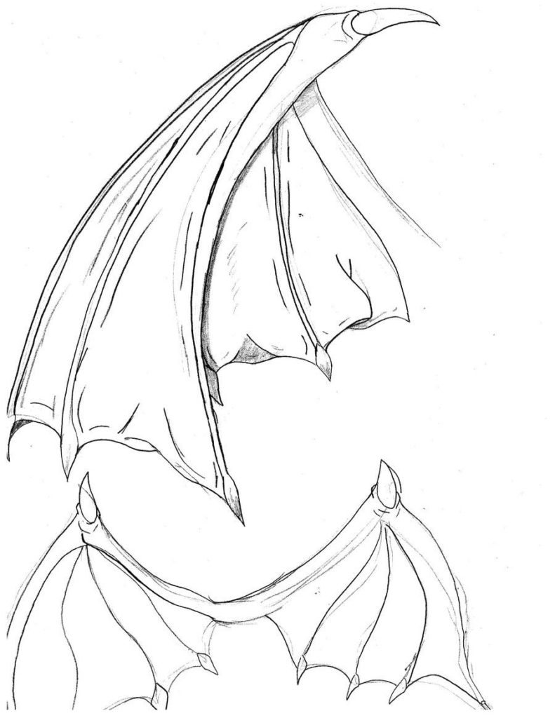 Dragon wings Drawing Reference and Sketches for Artists