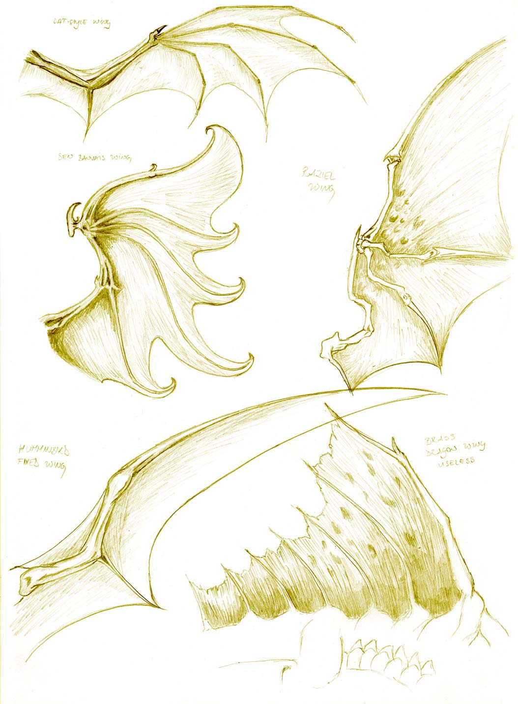 Dragon wings drawing reference