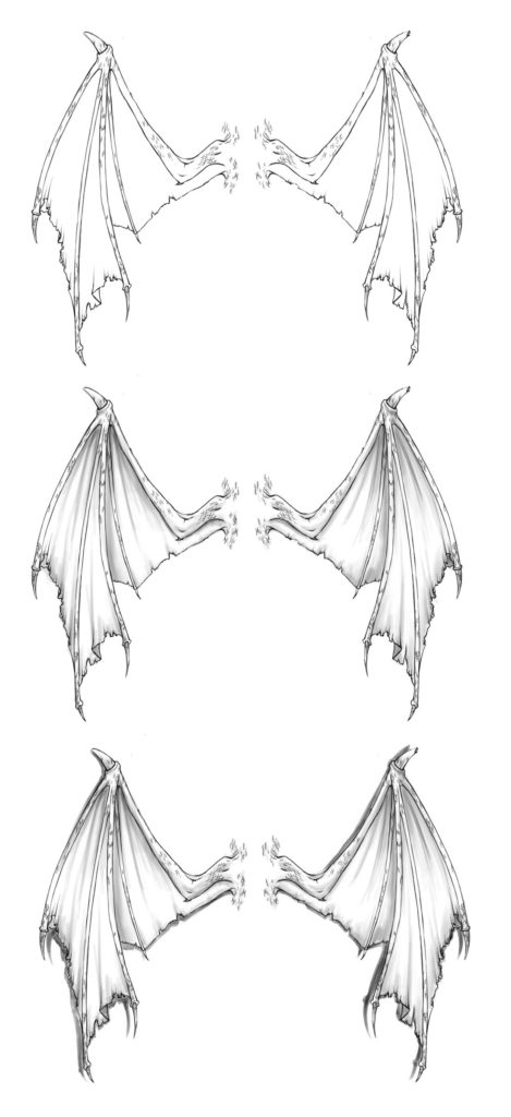 Dragon wings Drawing Reference and Sketches for Artists