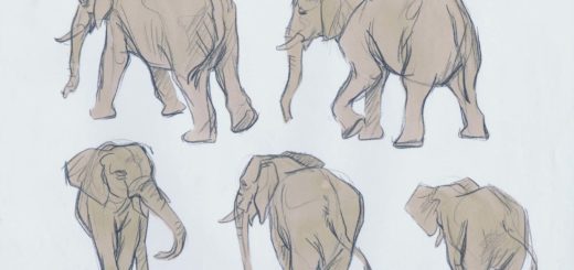 Elephant drawing reference