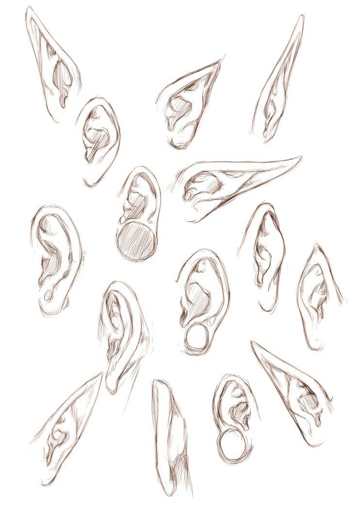 Elf Ear Drawing Reference - Elasaiu Wallpaper