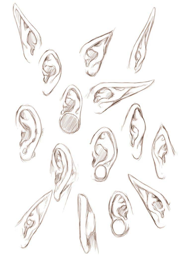 How To Draw Elf Ears Step By Step