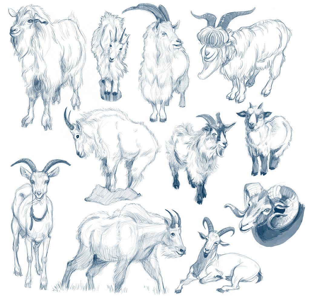 Goat drawing reference