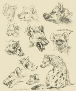 Hyena Drawing Reference and Sketches for Artists