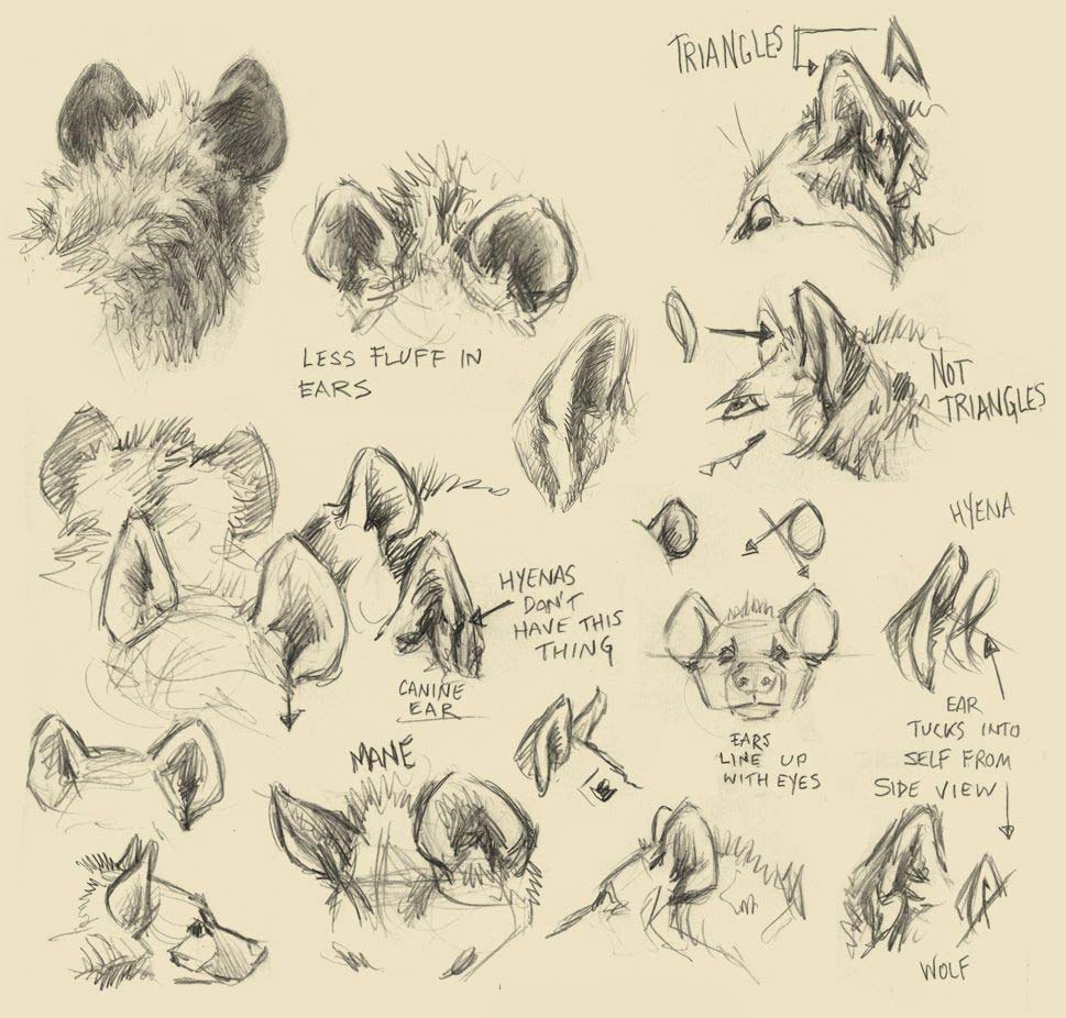 Featured image of post View 17 Wolf Ears Drawing Reference