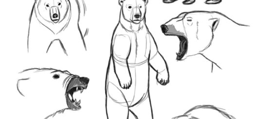 Polar bear drawing references