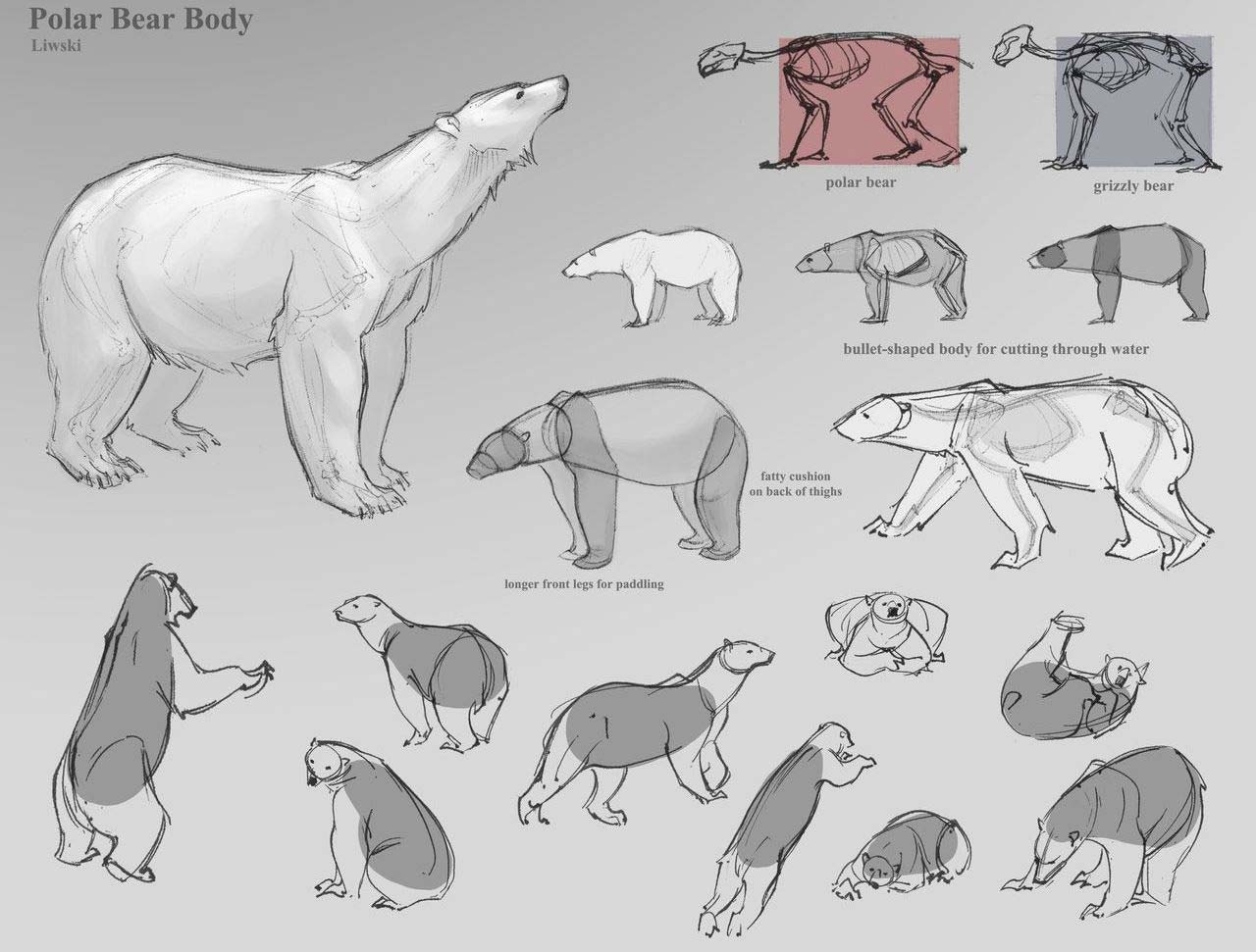 Polar bear drawing references
