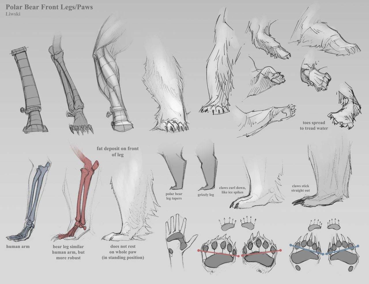 Polar bear Drawing Reference and Sketches for Artists