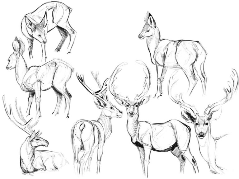 Deer Drawing Reference and Sketches for Artists