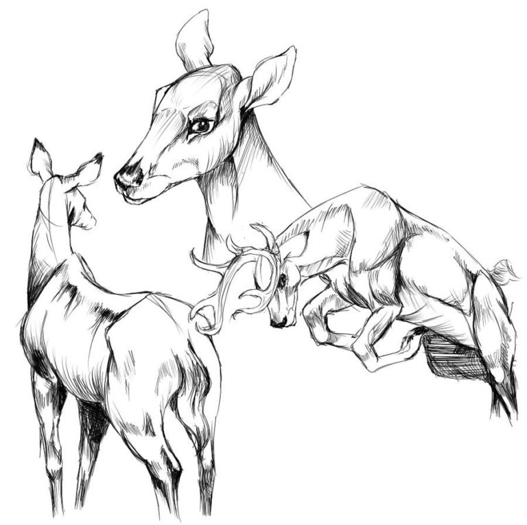 Deer Drawing Reference and Sketches for Artists
