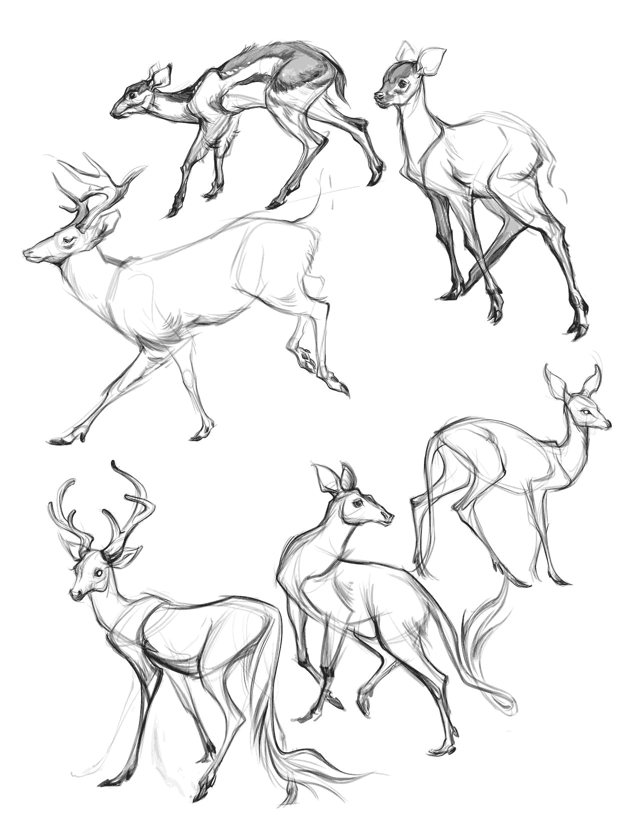 deer artists