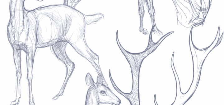 Deer Drawing References and Sketches for Artists