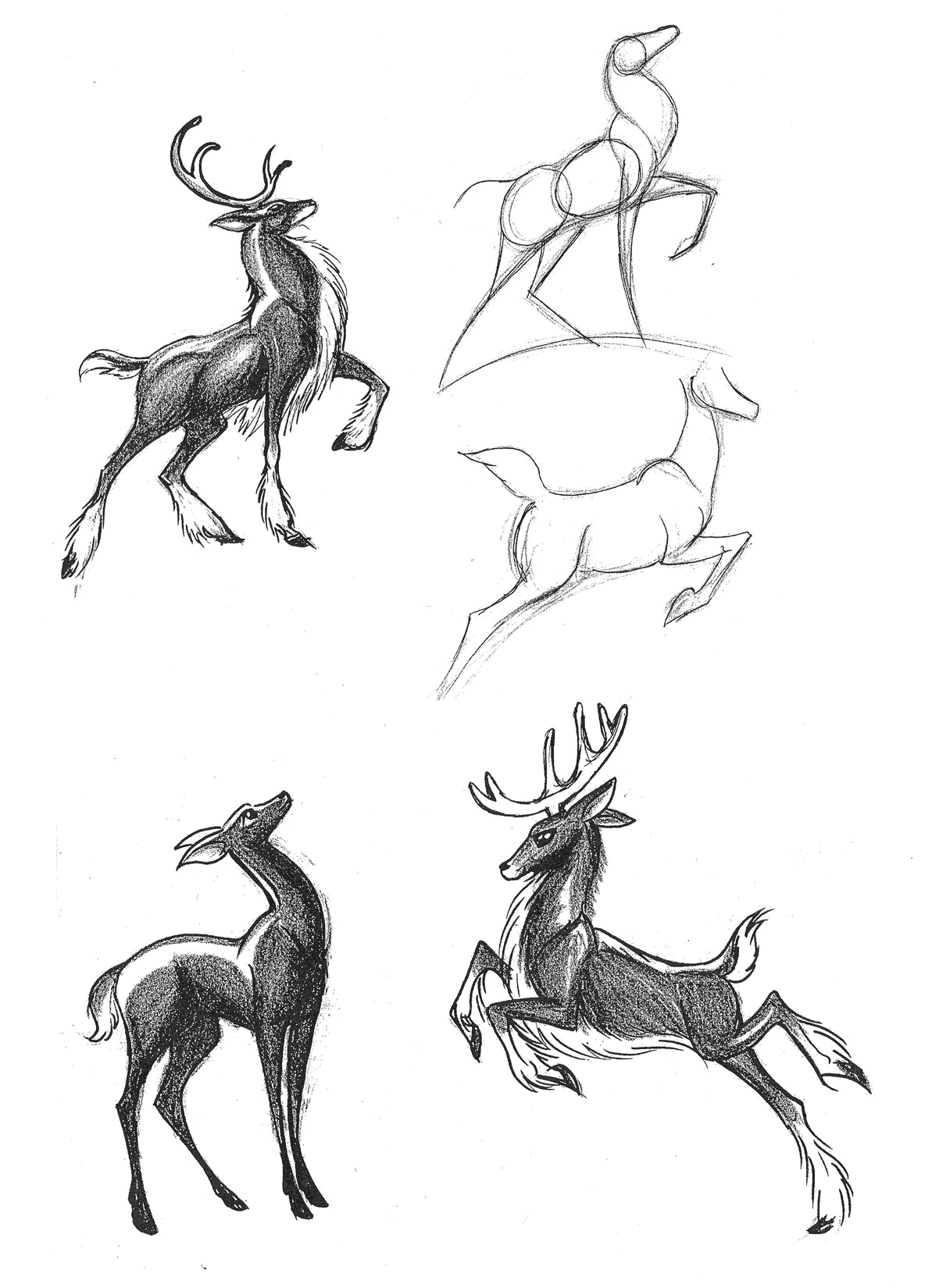 Deer Drawing Reference and Sketches for Artists