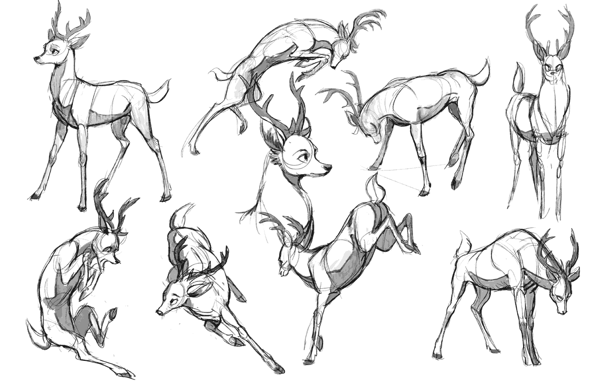 Deer drawing references