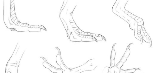 Dragon limbs drawing reference