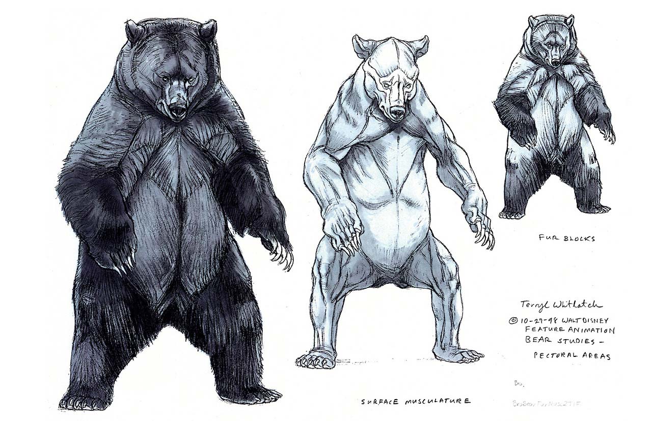 Grizzly bear Drawing Reference and Sketches for Artists