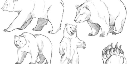 Grizzly bear drawing reference
