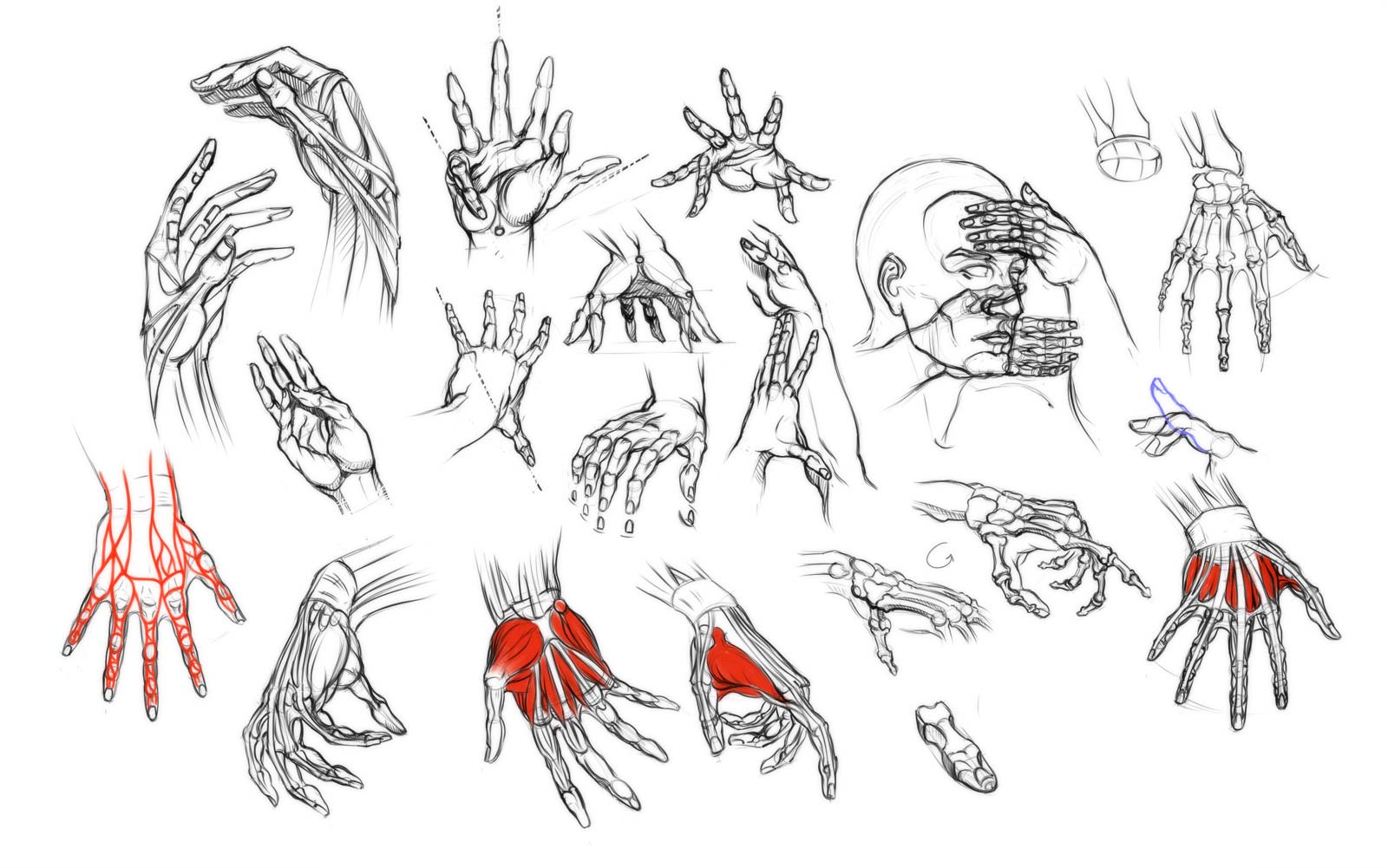 Hands drawing reference
