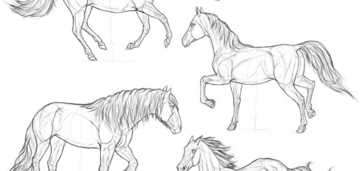 Horse drawing reference