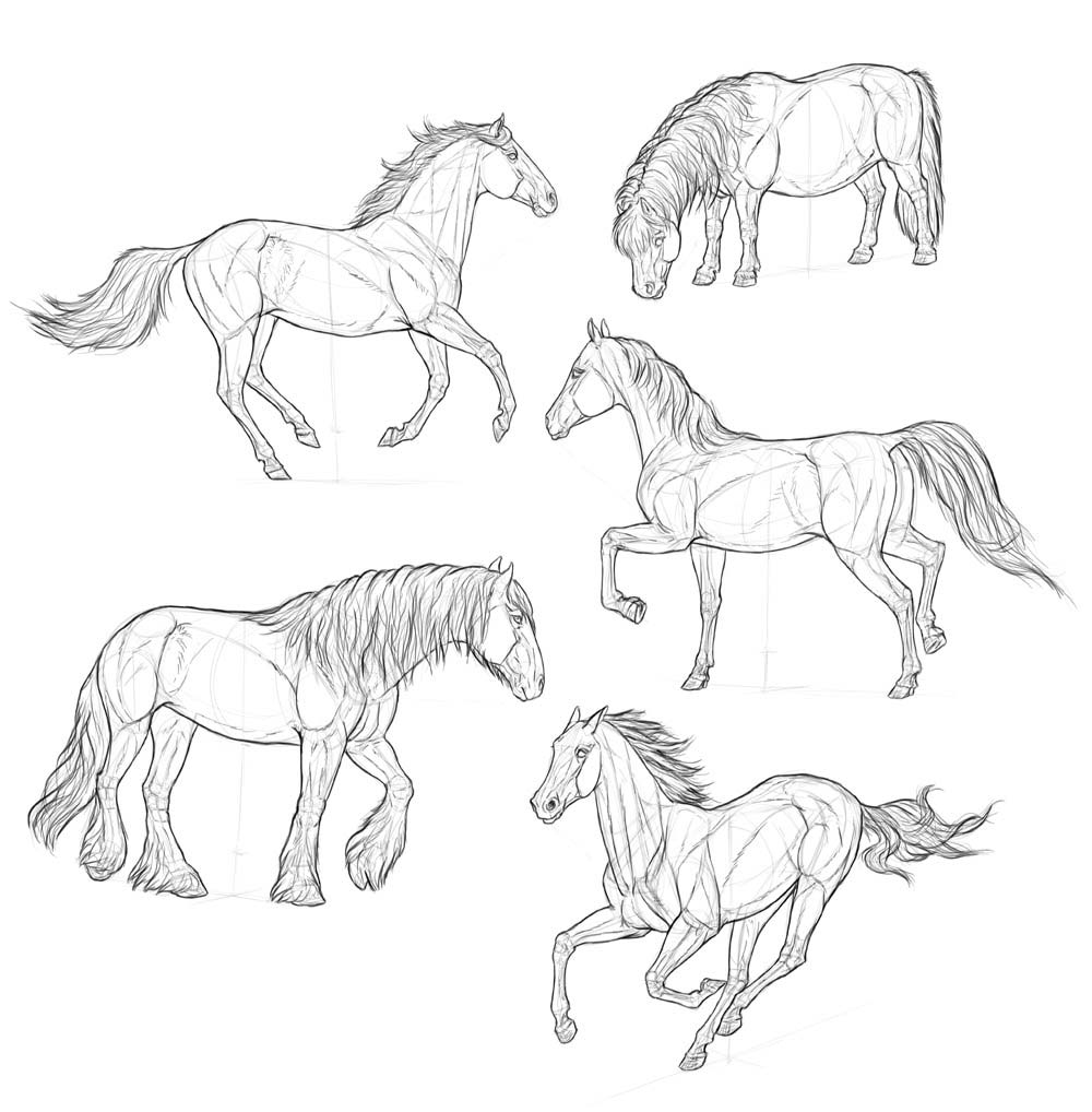 Horse Drawing References.