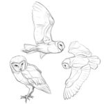 Owl Drawing Reference and Sketches for Artists