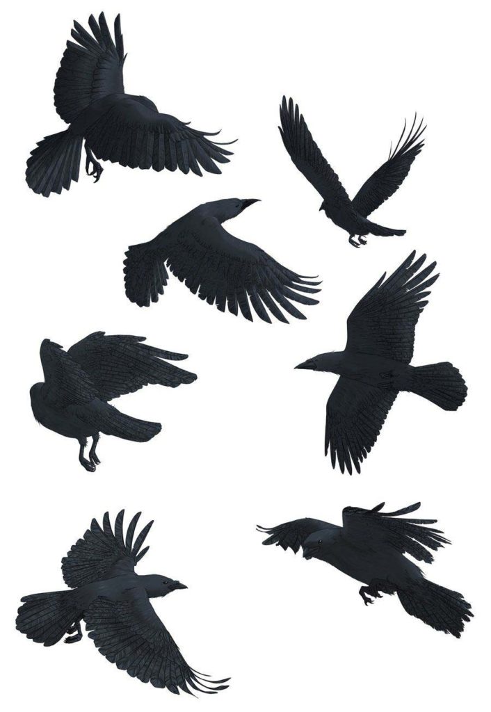 Crow Drawing Reference and Sketches for Artists