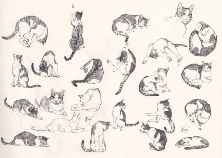 Cat Drawing Reference and Sketches for Artists