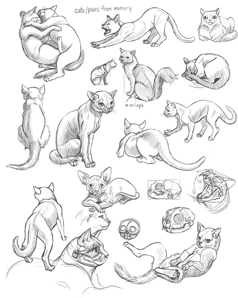 Cat Drawing Reference and Sketches for Artists