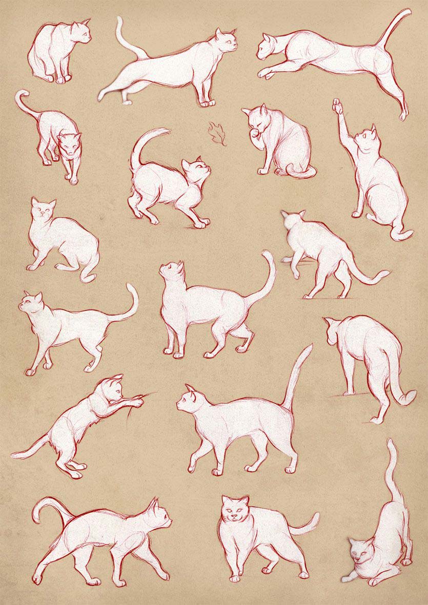 Cat Drawing Reference and Sketches for Artists