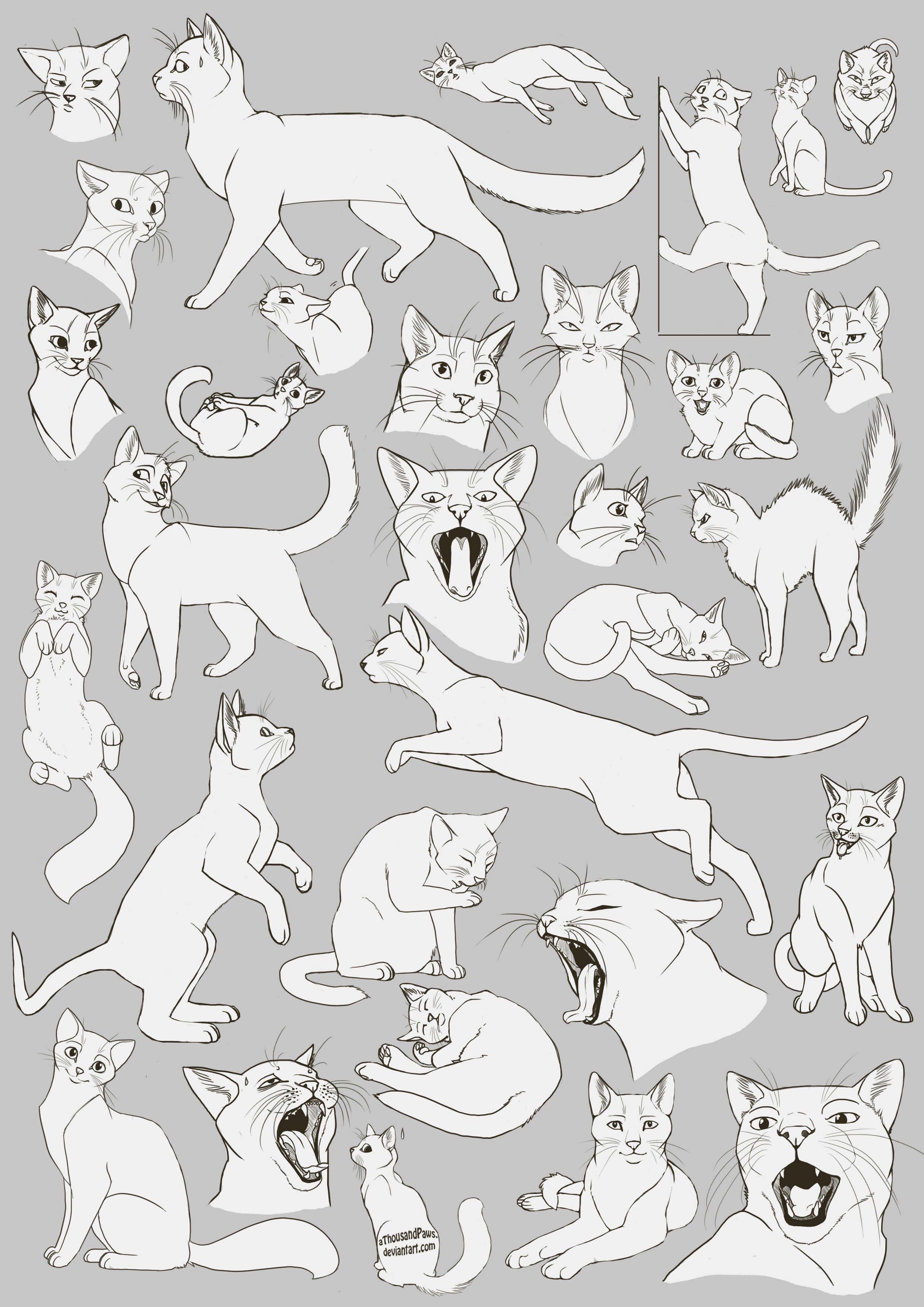 Cat Drawing Reference and Sketches for Artists.