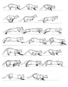 Cat running Drawing Reference and Sketches for Artists