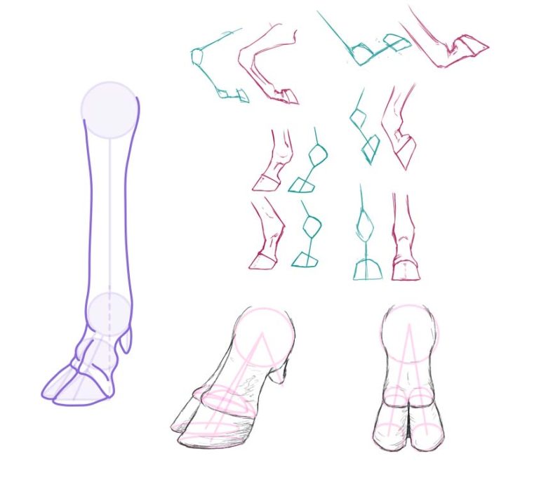Deer hooves Drawing Reference and Sketches for Artists