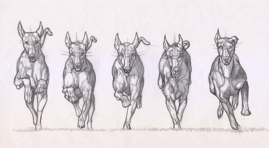 greyhound running drawing