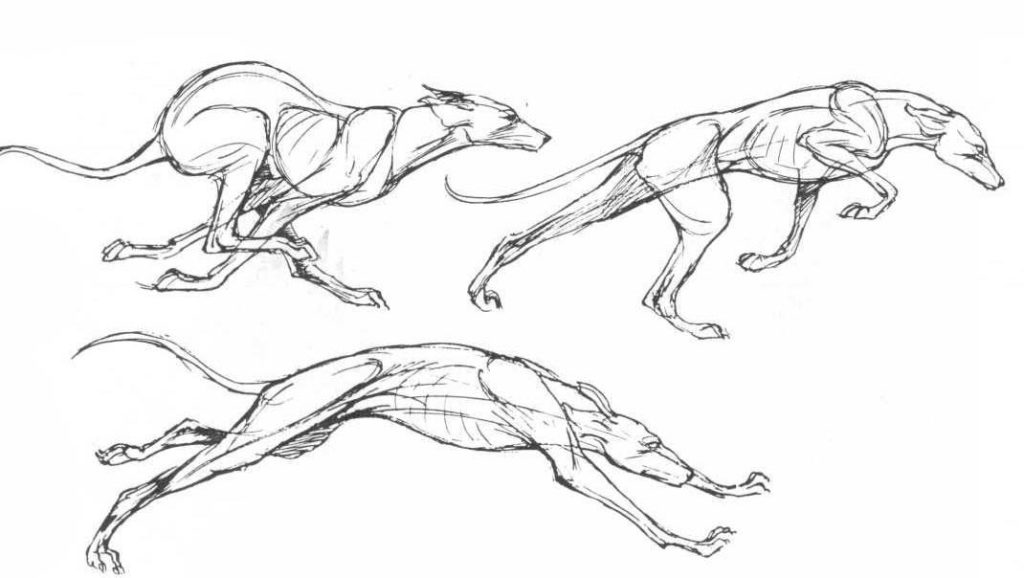 Running dog Drawing Reference and Sketches for Artists