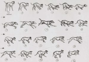 Running dog Drawing Reference and Sketches for Artists