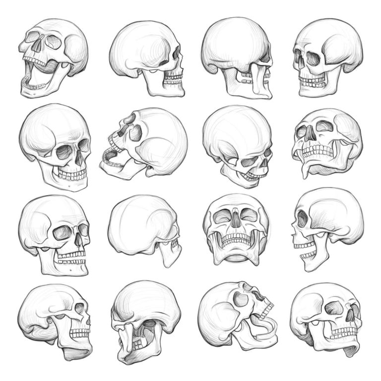 Skull Drawing Reference and Sketches for Artists