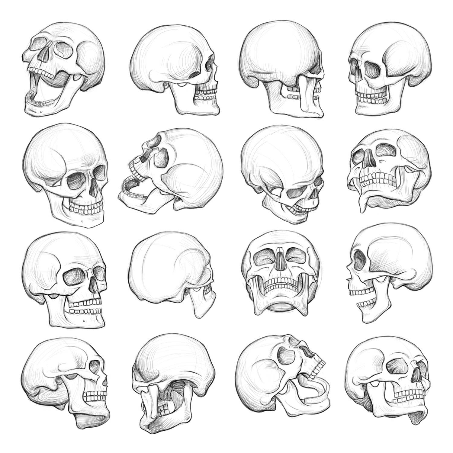 Skeleton head drawing by Drawing Ref