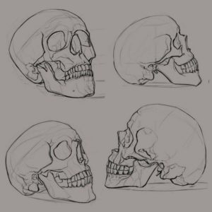 Skull Drawing Reference and Sketches for Artists