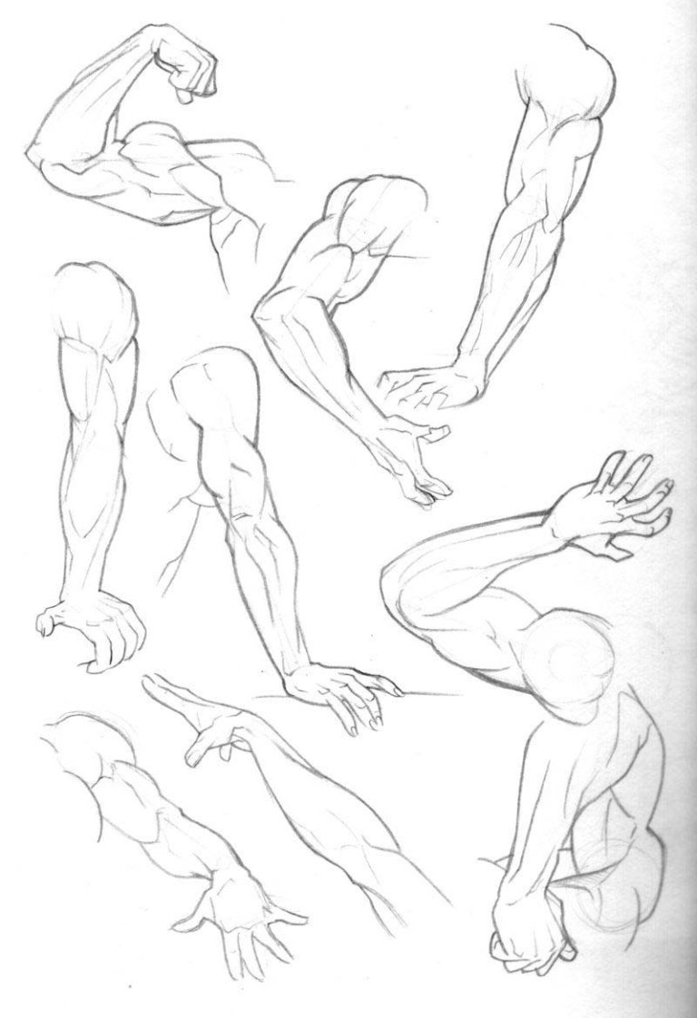 Arms Drawing References.