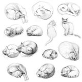 Cat Drawing Reference and Sketches for Artists