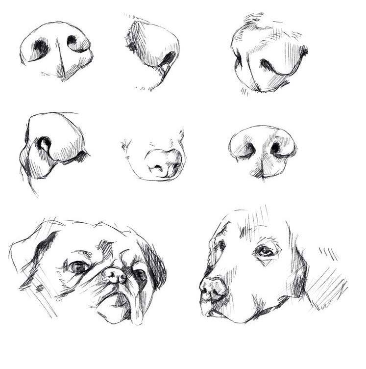 Dog and wolf nose drawing reference