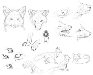 Fox Drawing Reference and Sketches for Artists