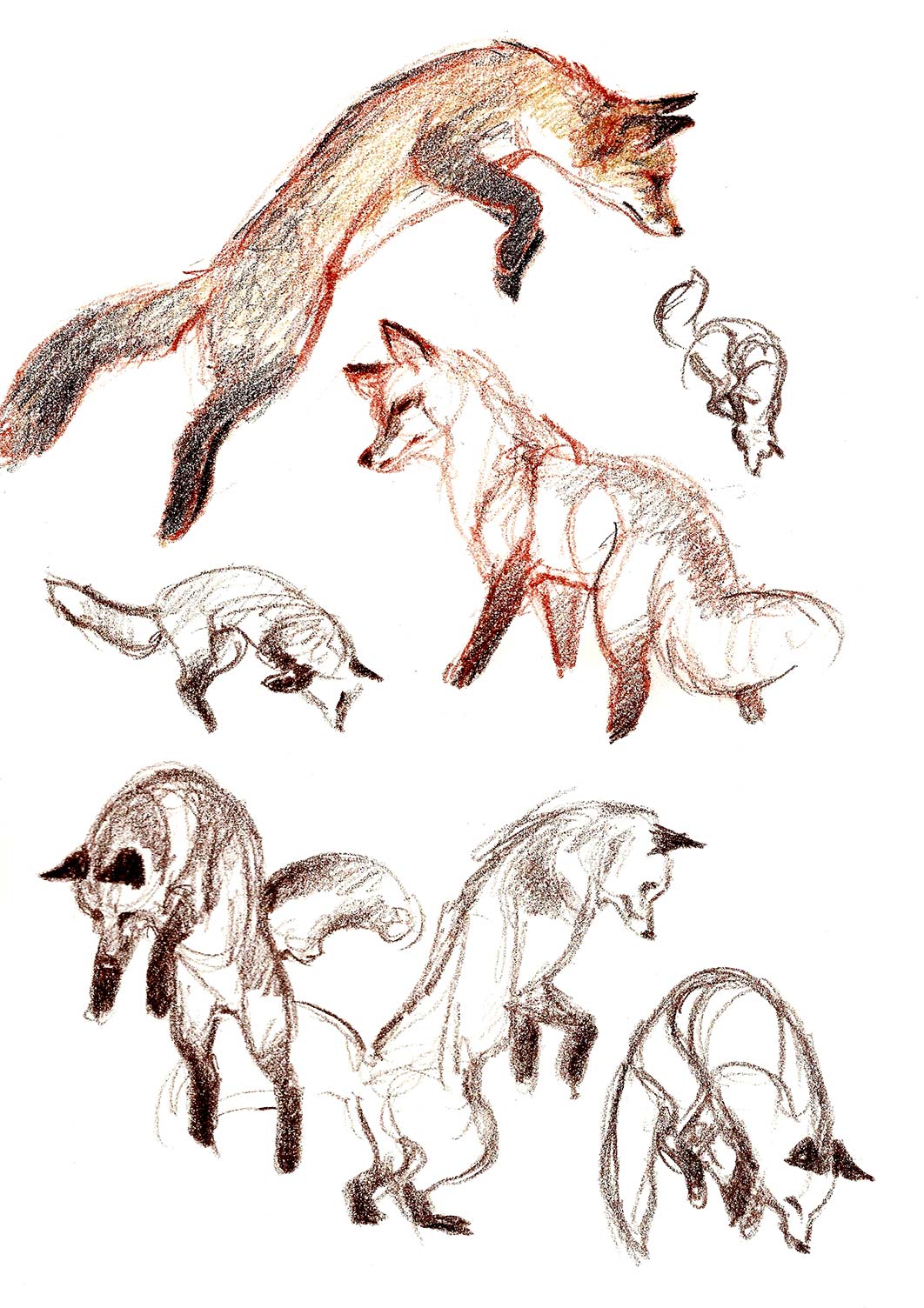 Fox Drawing Reference and Sketches for Artists