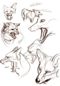 Fox Drawing Reference and Sketches for Artists