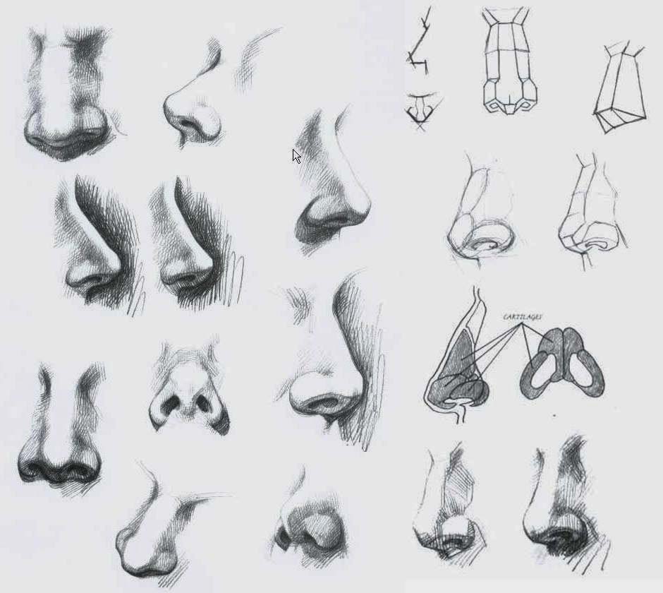 Nose drawings · Sketch a Day