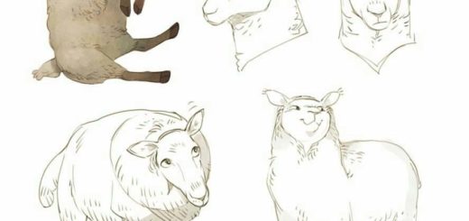 Sheep drawing reference