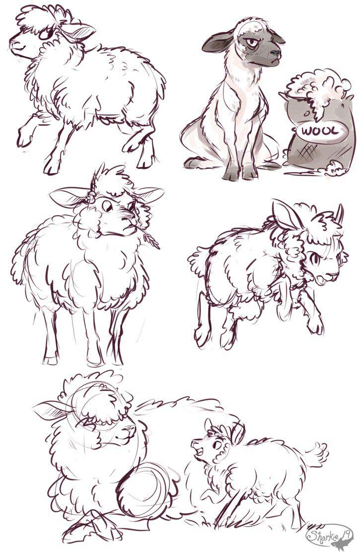 Sheep drawing reference