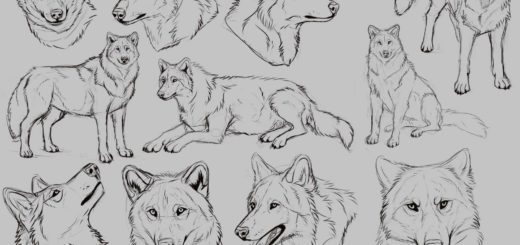 Wolf drawing reference